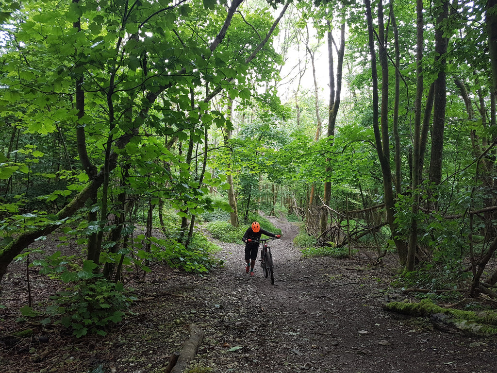 The Life of a Trail: Steyning Woods